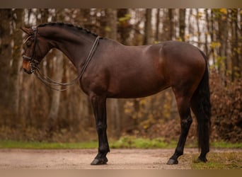 Oldenburger, Stute, 7 Jahre, Dunkelbrauner