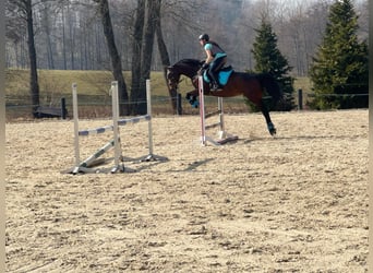 Oldenburger, Stute, 8 Jahre, 160 cm, Brauner