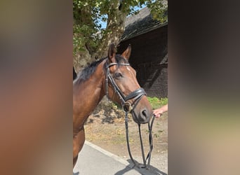 Oldenburger, Stute, 8 Jahre, 160 cm, Brauner