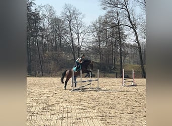 Oldenburger, Stute, 8 Jahre, 160 cm, Brauner