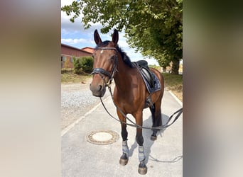 Oldenburger, Stute, 8 Jahre, 160 cm, Brauner