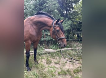 Oldenburger, Stute, 8 Jahre, 161 cm, Brauner