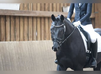 Oldenburger, Stute, 8 Jahre, 161 cm, Rappe