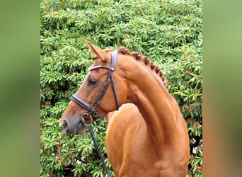 Oldenburger, Stute, 8 Jahre, 162 cm, Fuchs