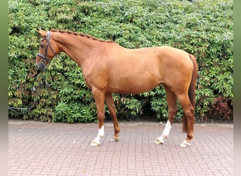 Oldenburger, Stute, 8 Jahre, 162 cm, Fuchs