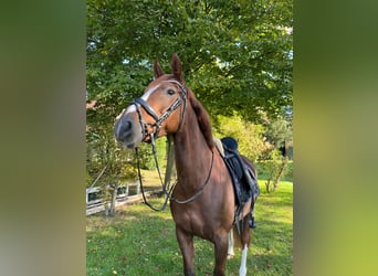 Oldenburger, Stute, 8 Jahre, 163 cm, Dunkelfuchs