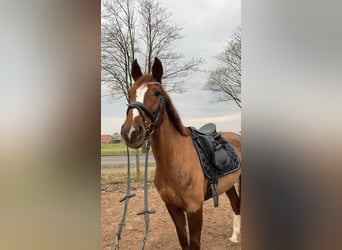 Oldenburger, Stute, 8 Jahre, 163 cm, Dunkelfuchs