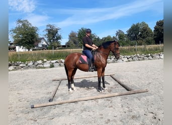 Oldenburger, Stute, 8 Jahre, 164 cm, Brauner