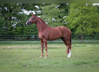 Oldenburger, Stute, 8 Jahre, 164 cm, Fuchs