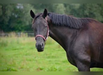 Oldenburger, Stute, 8 Jahre, 164 cm, Rappe