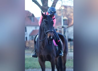 Oldenburger, Stute, 8 Jahre, 165 cm, Dunkelbrauner