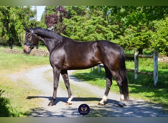 Oldenburger, Stute, 8 Jahre, 165 cm, Schwarzbrauner