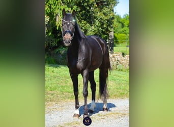 Oldenburger, Stute, 8 Jahre, 165 cm, Schwarzbrauner