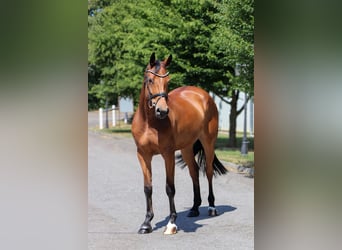 Oldenburger, Stute, 8 Jahre, 166 cm, Brauner