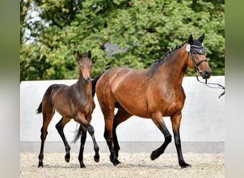 Oldenburger, Stute, 8 Jahre, 166 cm, Brauner