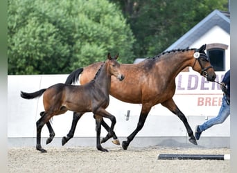 Oldenburger, Stute, 8 Jahre, 166 cm, Brauner