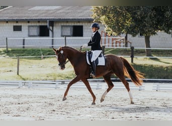 Oldenburger, Stute, 8 Jahre, 166 cm, Dunkelfuchs