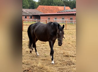 Oldenburger, Stute, 8 Jahre, 166 cm, Dunkelfuchs
