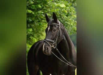 Oldenburger, Stute, 8 Jahre, 166 cm, Schwarzbrauner