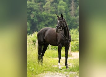 Oldenburger, Stute, 8 Jahre, 166 cm, Schwarzbrauner