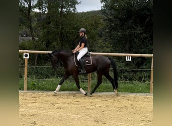Oldenburger, Stute, 8 Jahre, 166 cm, Schwarzbrauner