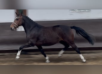 Oldenburger, Stute, 8 Jahre, 166 cm, Schwarzbrauner