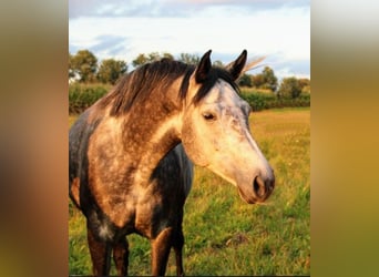 Oldenburger, Stute, 8 Jahre, 167 cm, Apfelschimmel