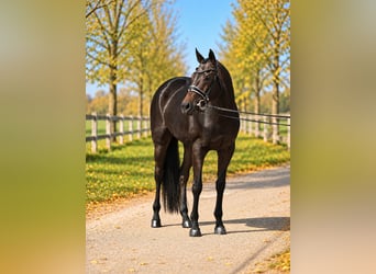 Oldenburger, Stute, 8 Jahre, 167 cm, Dunkelbrauner