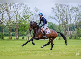 Oldenburger, Stute, 8 Jahre, 167 cm, Dunkelbrauner