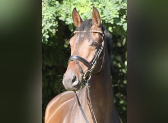 Oldenburger, Stute, 8 Jahre, 167 cm, Dunkelbrauner