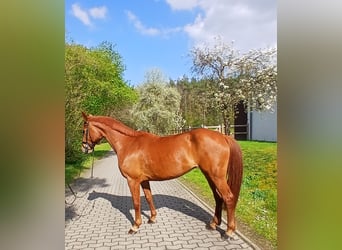 Oldenburger, Stute, 8 Jahre, 167 cm, Fuchs