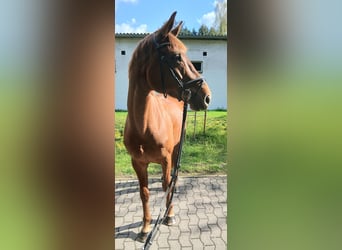 Oldenburger, Stute, 8 Jahre, 167 cm, Fuchs