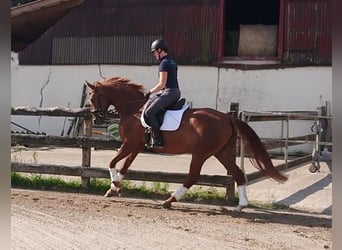 Oldenburger, Stute, 8 Jahre, 167 cm, Fuchs