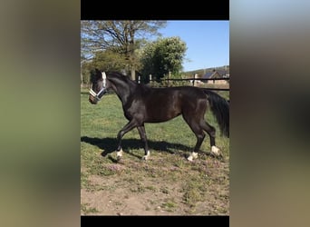 Oldenburger, Stute, 8 Jahre, 167 cm, Schwarzbrauner