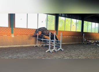 Oldenburger, Stute, 8 Jahre, 167 cm, Schwarzbrauner