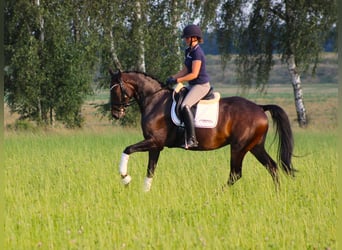 Oldenburger, Stute, 8 Jahre, 167 cm, Schwarzbrauner