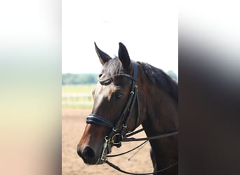 Oldenburger, Stute, 8 Jahre, 167 cm, Schwarzbrauner