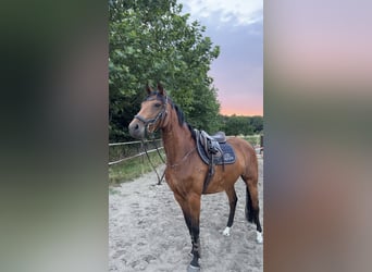 Oldenburger, Stute, 8 Jahre, 167 cm