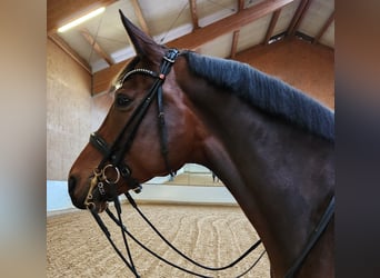 Oldenburger, Stute, 8 Jahre, 168 cm, Brauner