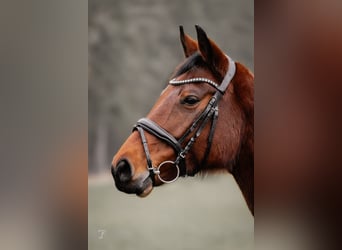 Oldenburger, Stute, 8 Jahre, 168 cm, Brauner