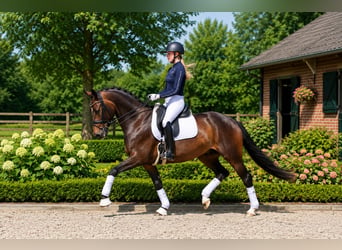 Oldenburger, Stute, 8 Jahre, 168 cm, Dunkelbrauner