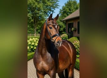 Oldenburger, Stute, 8 Jahre, 168 cm, Dunkelbrauner