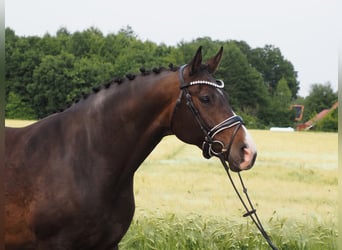 Oldenburger, Stute, 8 Jahre, 168 cm, Dunkelbrauner