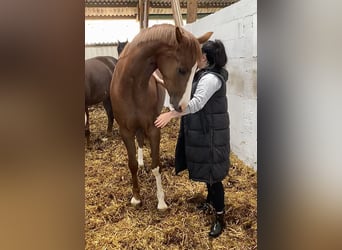 Oldenburger, Stute, 8 Jahre, 168 cm, Dunkelfuchs