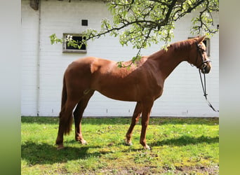 Oldenburger, Stute, 8 Jahre, 168 cm, Fuchs