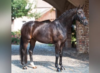 Oldenburger, Stute, 8 Jahre, 168 cm, Rappe