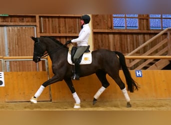 Oldenburger, Stute, 8 Jahre, 169 cm, Schwarzbrauner