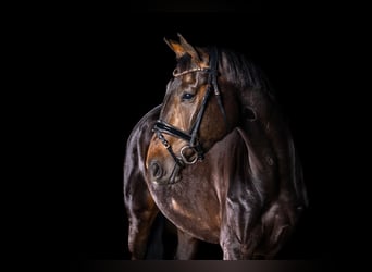 Oldenburger, Stute, 8 Jahre, 170 cm, Schwarzbrauner