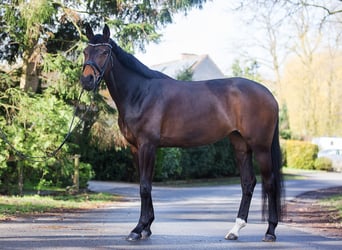 Oldenburger, Stute, 8 Jahre, 172 cm, Brauner