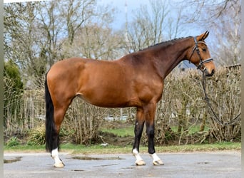 Oldenburger, Stute, 8 Jahre, 172 cm, Brauner
